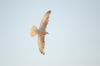 Registration is open for the King Abdulaziz Falconry Festival 2019